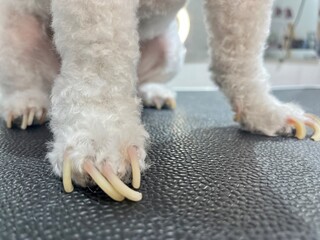 close up of a dog’s paw with long nails needing trim, perfect for pet grooming products, dog health guides, and practical care imagery.