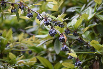bee on the flowers