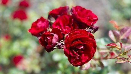 Stunning burgundy roses adorned with water droplets in a green garden, ideal for floral...