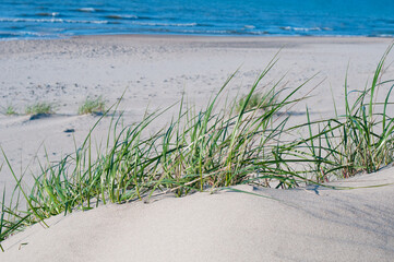 Straws of reeds close up at a sand dune on sea beach