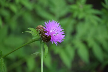 beautiful purple flowers in the garden