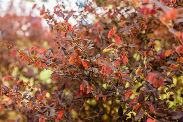 Botanical collection, pink flowers of Loropetalum chinense close up.