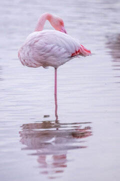 Close-up side view of a flamingo standing on one leg in a lake, Saintes-Maries-de-la-mer, Camargue, Languedoc Roussillon, France