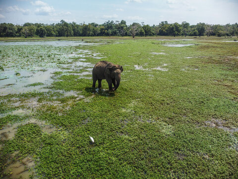 Wild Elephant in Kumana-Pottuvil - Sri Lankan Coastal Wilderness