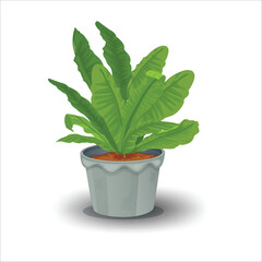 Green asplenium plant in gray pot houseplant