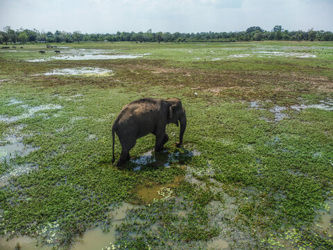 Wild Elephant in Kumana-Pottuvil - Sri Lankan Coastal Wilderness