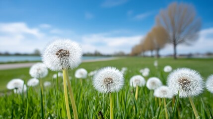 Spring Dandelions Close Up in Sunny Meadow - Close-up of fluffy dandelion blossoms in a vibrant green meadow, under a bright blue sky. Symbolizing nature, growth, wishes, springtime, and freedom
