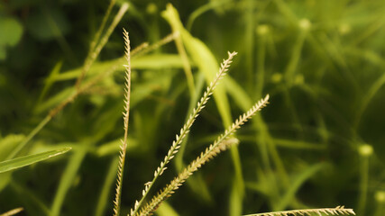 Close-up of wild grass (Digitaria species) with green leaves and seed heads in natural sunlight. Macro nature background perfect for agriculture, ecology, and organic design concepts