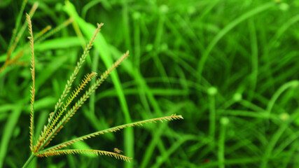 Close-up of wild grass (Digitaria species) with green leaves and seed heads in natural sunlight. Macro nature background perfect for agriculture, ecology, and organic design concepts