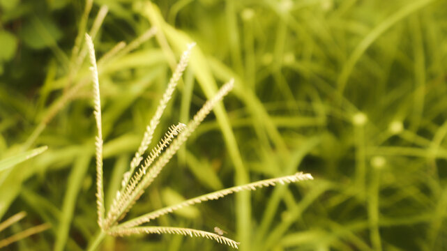 Close-up of wild grass (Digitaria species) with green leaves and seed heads in natural sunlight. Macro nature background perfect for agriculture, ecology, and organic design concepts