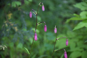 beautiful botanical shot, natural wallpaper