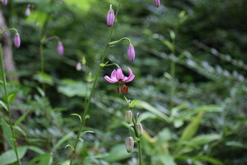 beautiful botanical shot, natural wallpaper