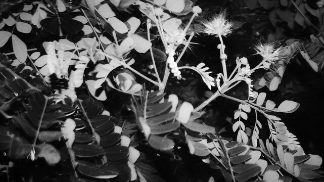 High-contrast black and white macro of bipinnate leaves and fluffy spherical flowers. Ideal for dark aesthetic nature backgrounds, moody botanical prints, or dramatic ecological visuals