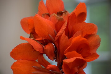beautiful red flower in the garden © MARIA – Nature