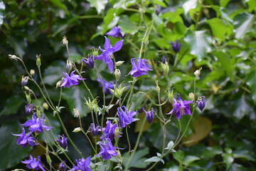 purple flowers in the garden