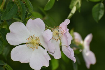 bee on pink flower