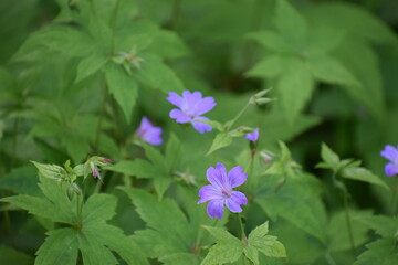purple flowers in the garden