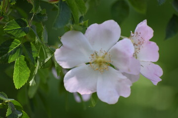 pink and white flowers
