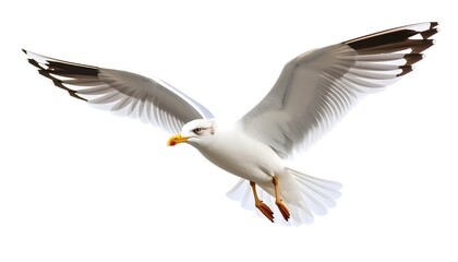Fototapeta premium Seagull in flight with white background.