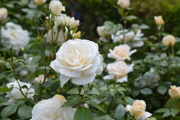 beautiful white flowers in the garden