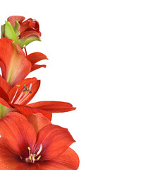 Red amaryllis flowers and buds in a border arrangement isolated on white or transparent background