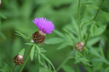 wild flower in the forest