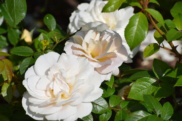 beautiful white flowers in the garden