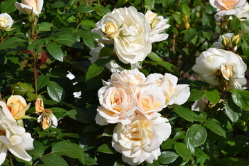 beautiful white flowers in the garden