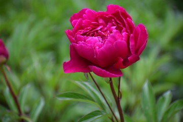 pink tulip on green background