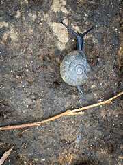 snail on a stone