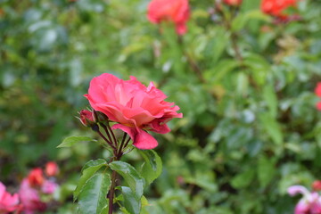 pink roses in garden