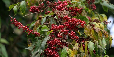 Red coffee cherries are ripe on a branch, ready for harvest, perfect for a delicious morning beverage.
