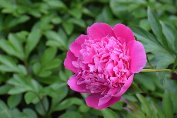 close up of pink hydrangea flower