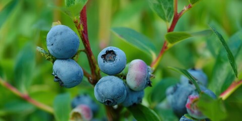 Delicious, ripe blueberries hanging on the branch with green leaves, ready to be picked.
