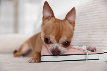 Cute chihuahua dog chewing shoe on sofa indoors, closeup