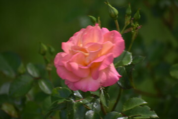 pink rose in garden