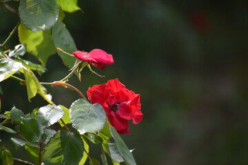 red and white flower
