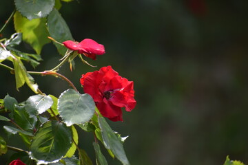 red flower in the garden