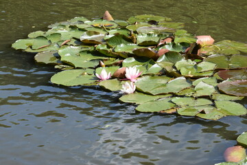 white lotus flower in the pond