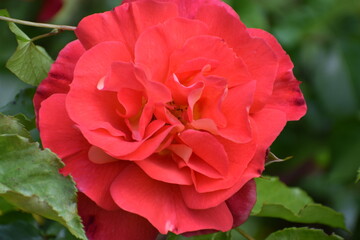 red rose in the garden