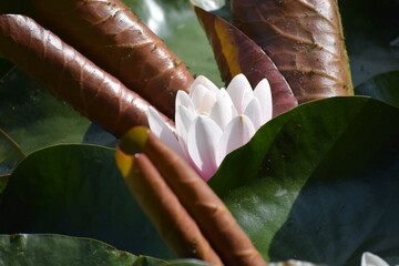 beautiful blooming lotus growing in pond, summer day © MARIA – Nature