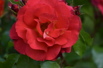 red rose in garden