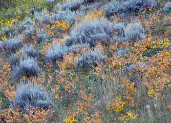 USA, Wyoming. Sage brush and dried ground cover just south of Jackson in fall color