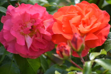 pink rose in garden