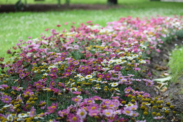 Fototapeta premium colorful flowers in garden, blooming in the park