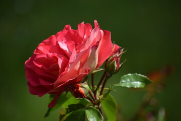 red rose in the garden