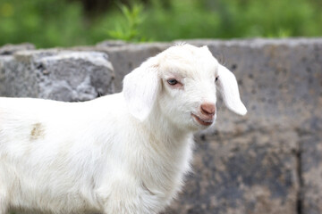 goat on the meadow