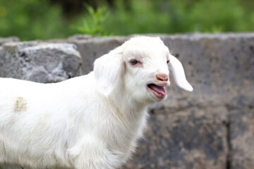 Fototapeta premium white goat on the meadow