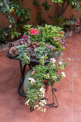 Centro District, Cordoba, Andalusia, Spain. Flowers in an old wheel barrow.