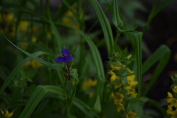 Fototapeta premium blue flowers in the garden